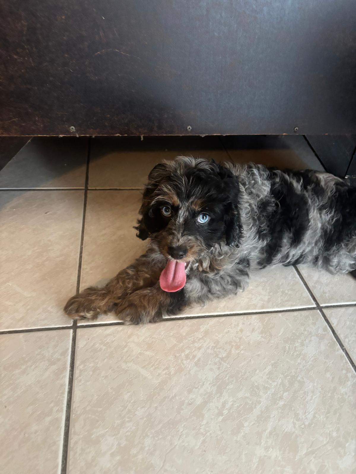 Cavapoo Pup Being Cute