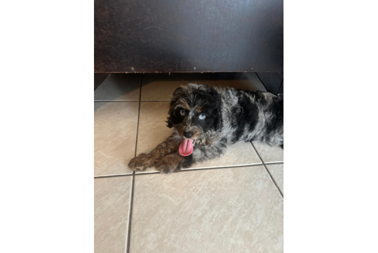 Cavapoo Pup Being Cute