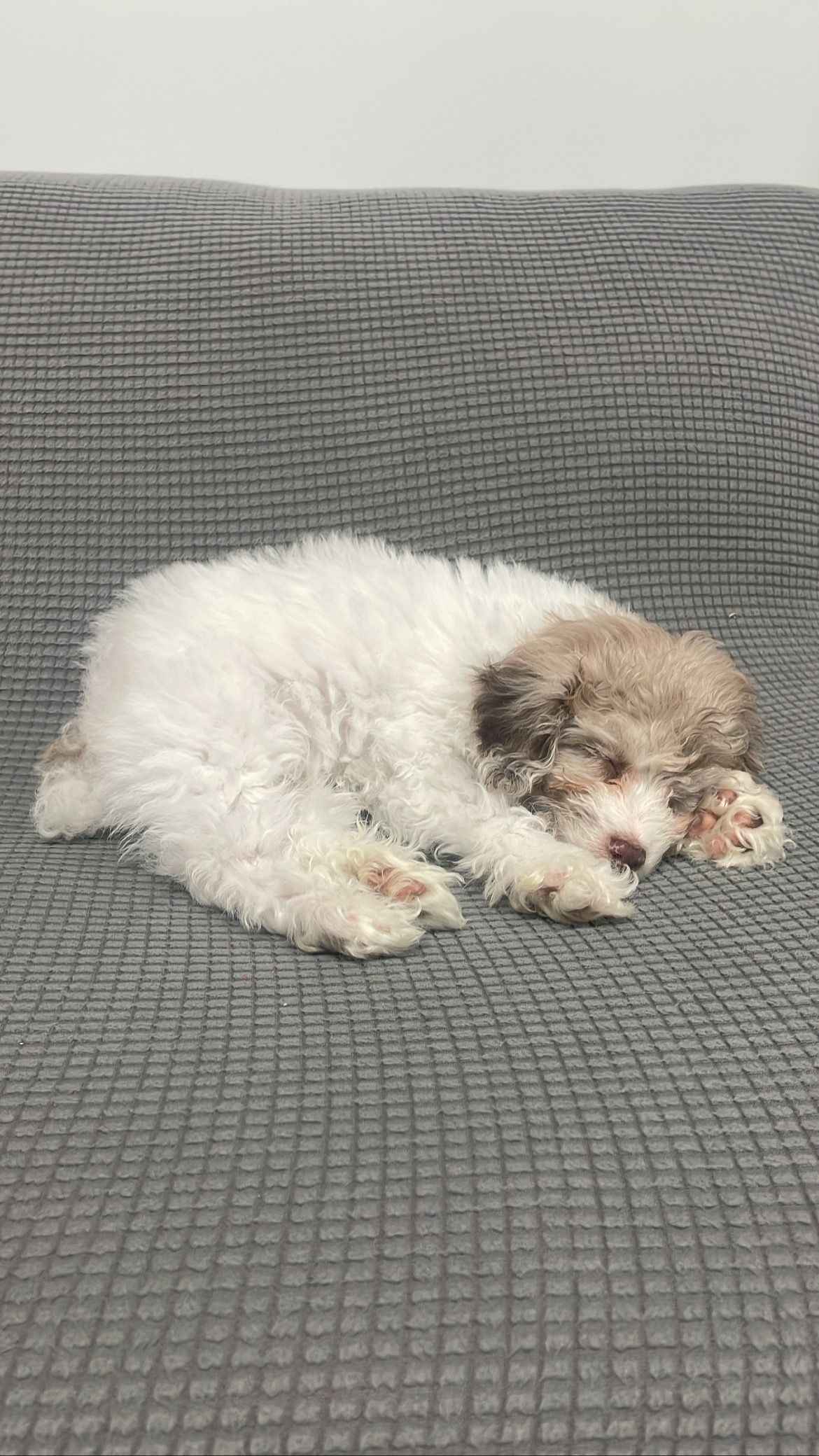 Poodle Puppy for Adoption