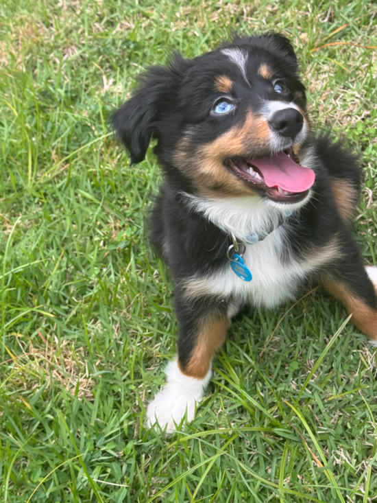 Mini Aussie