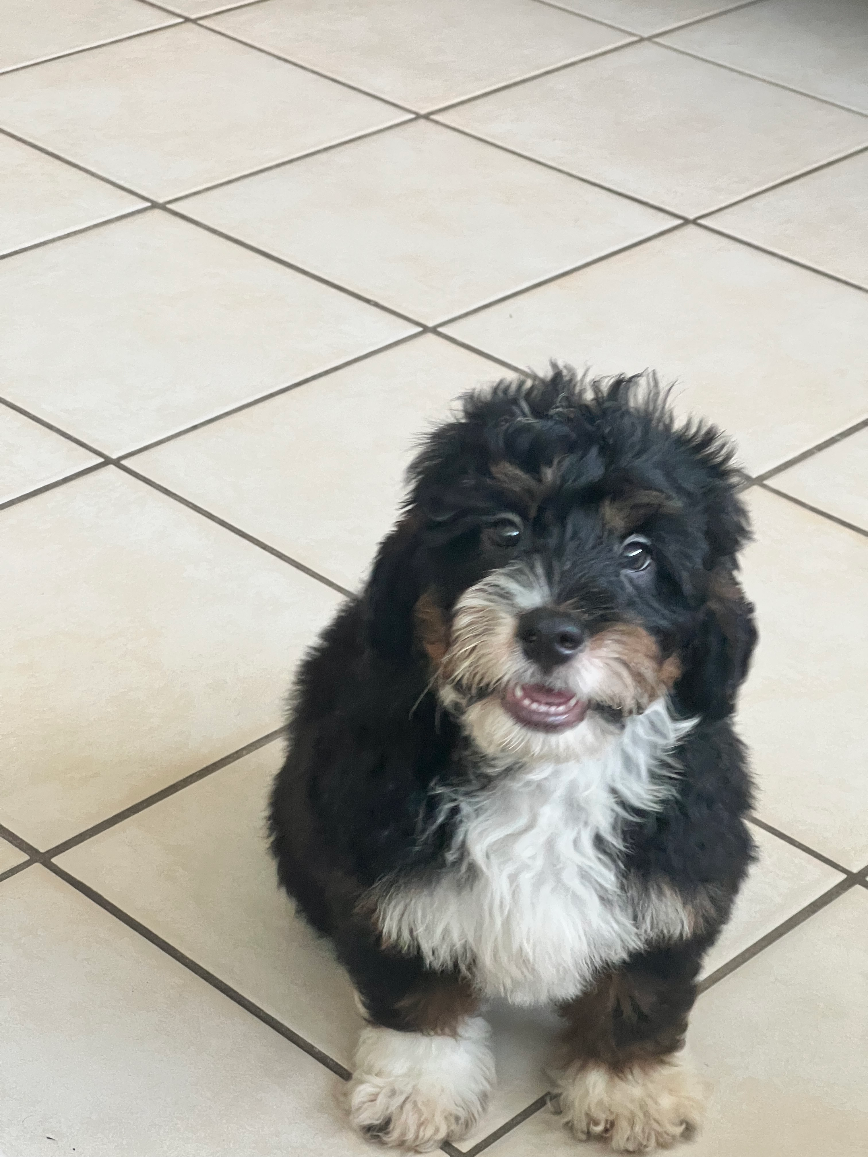 Cute Mini Bernedoodle Baby