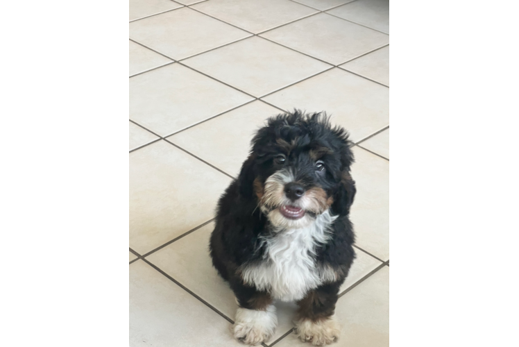 Cute Mini Bernedoodle Baby