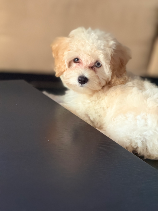 Maltipoo