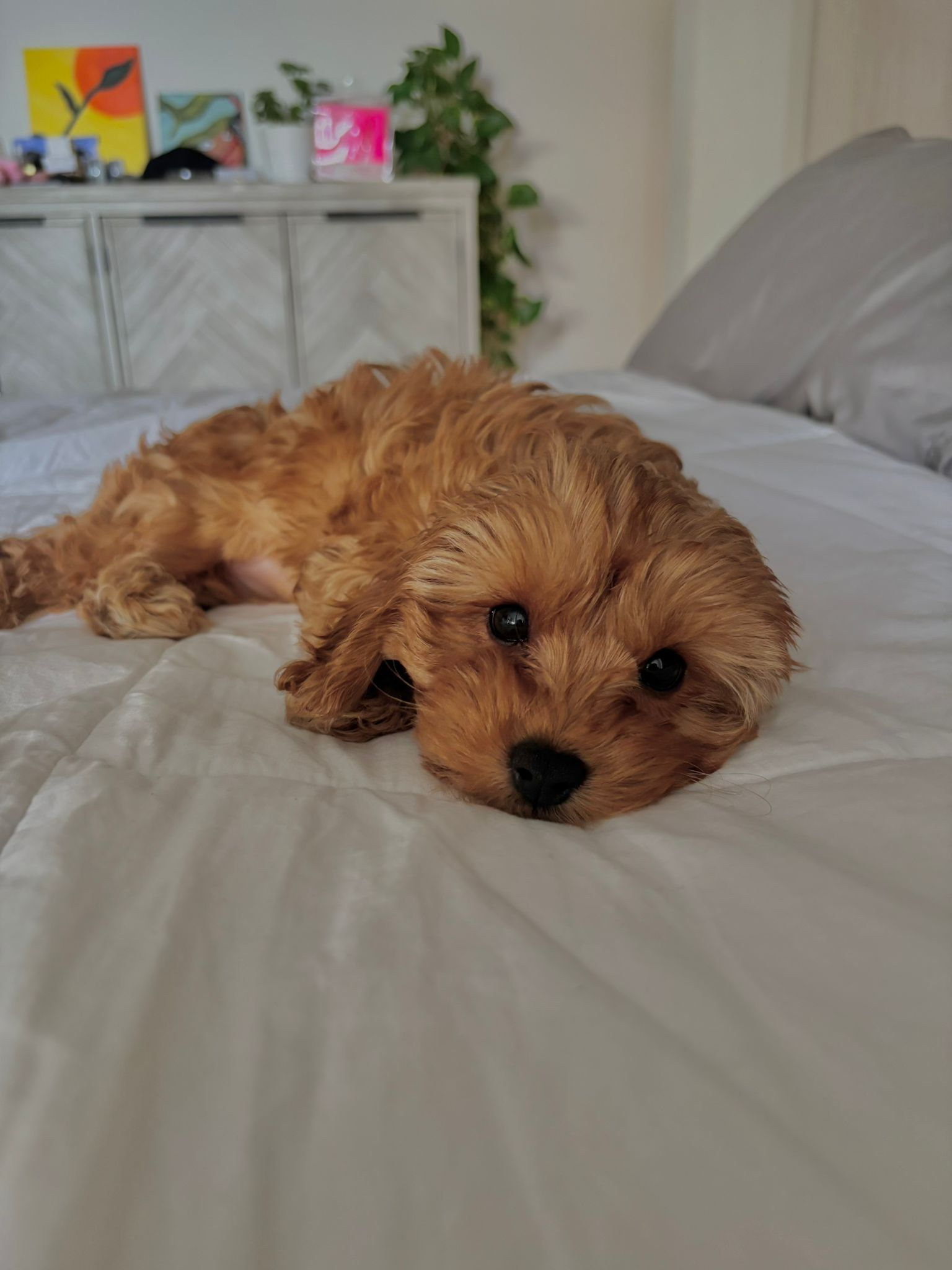 Happy Cavapoo Baby