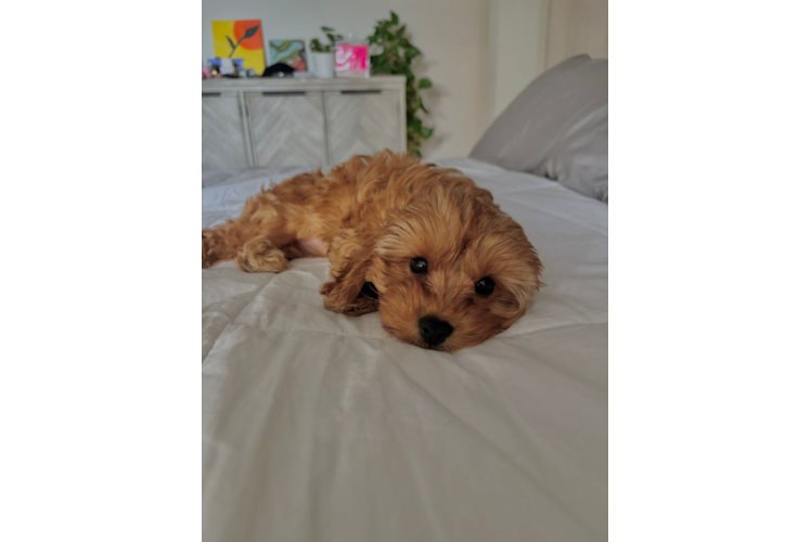 Happy Cavapoo Baby