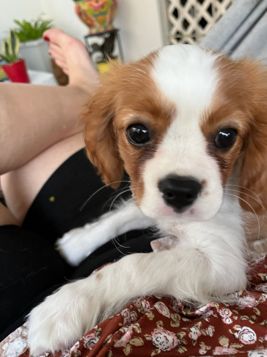 Cavalier King Charles Spaniel