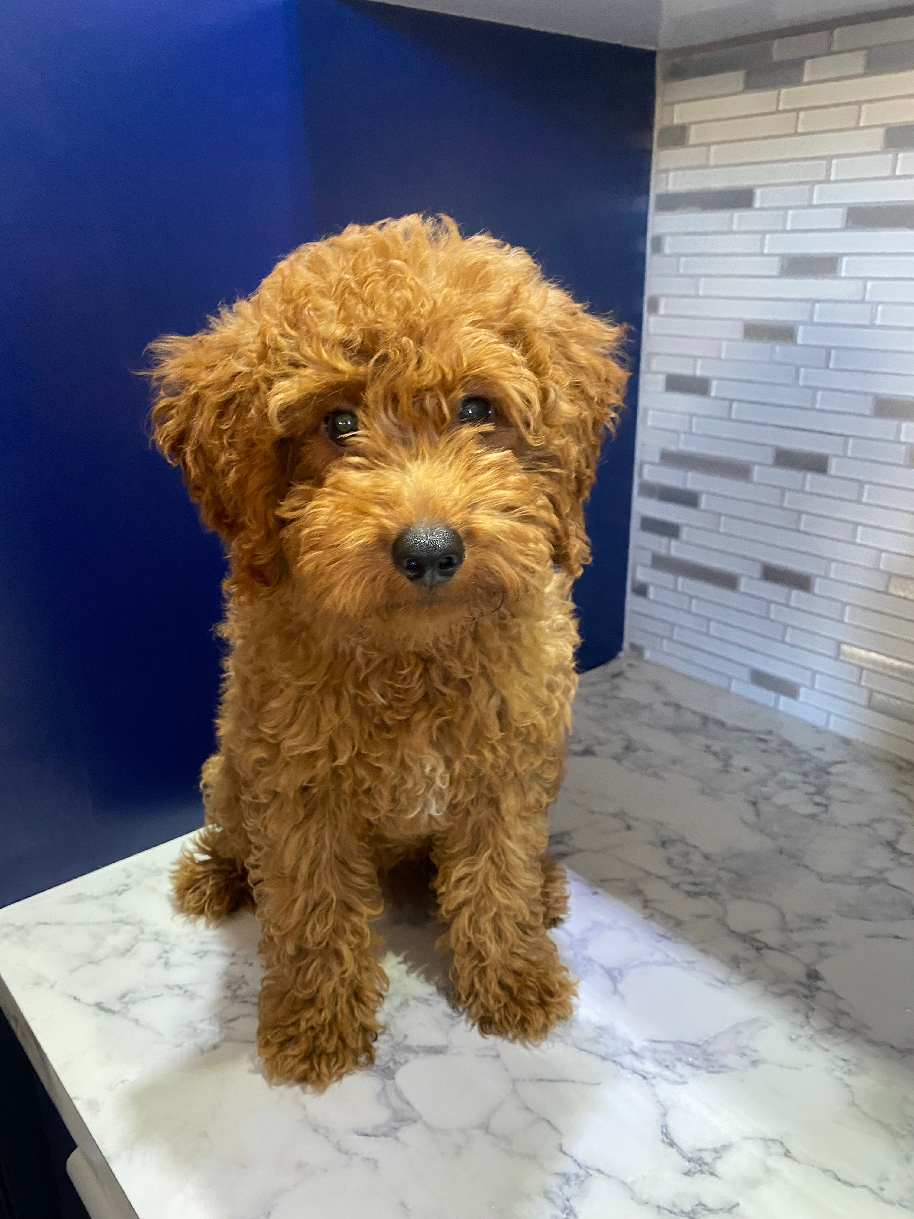 Best Mini Goldendoodle Baby