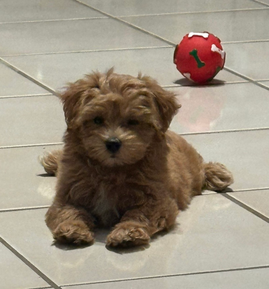 Maltipoo