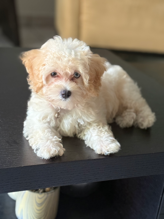 Maltipoo