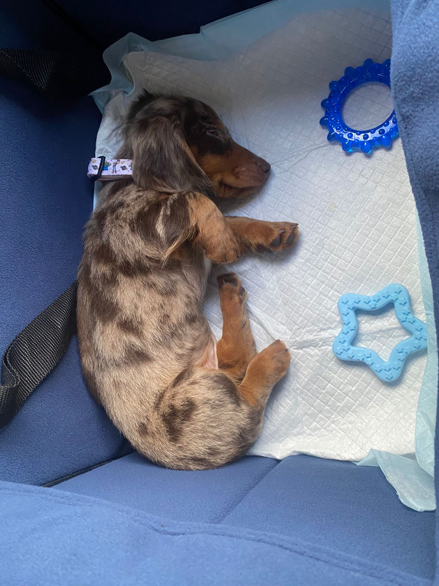 Cute Dachshund Baby