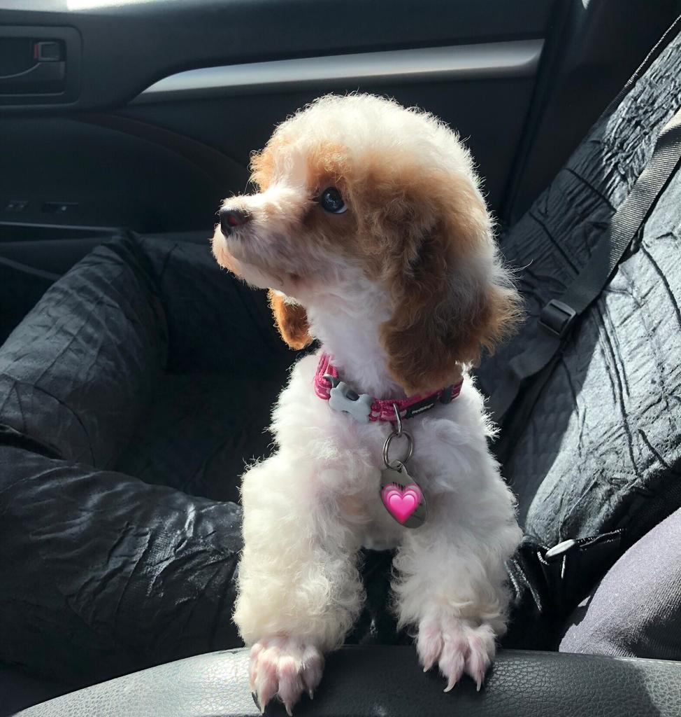 Cute Pudle Purebred Puppy