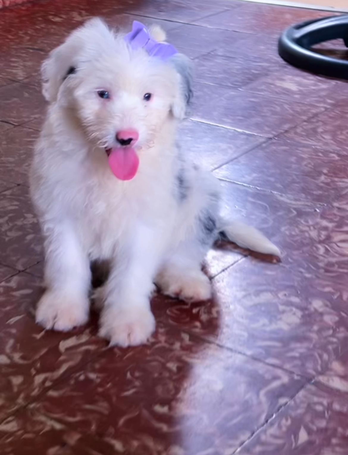 Energetic Mini Sheepapoo Poodle Mix Puppy