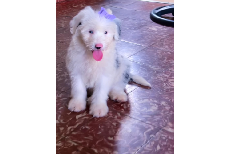 Energetic Mini Sheepapoo Poodle Mix Puppy