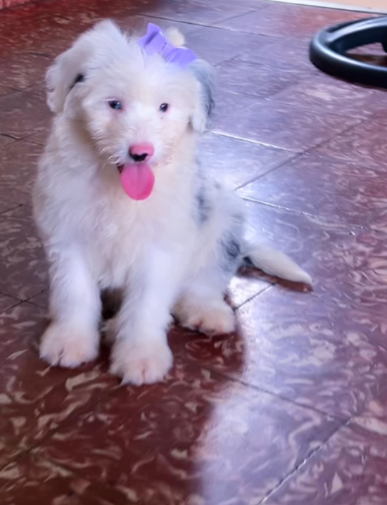 Mini Sheepadoodle
