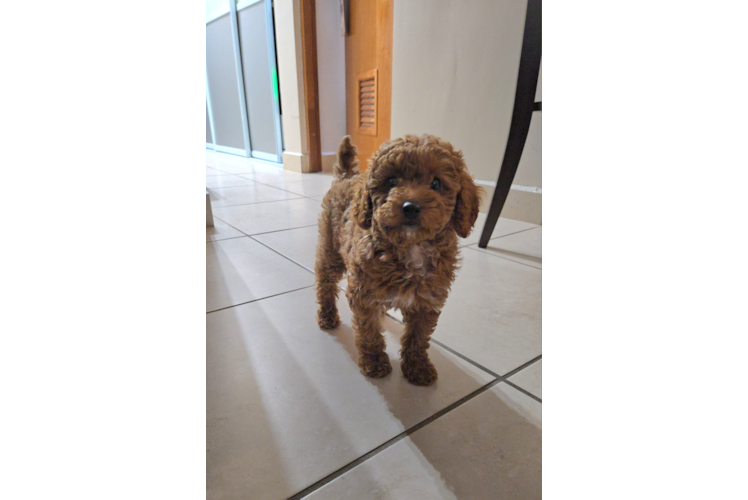 Poodle Pup Being Cute