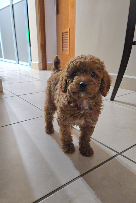 Poodle