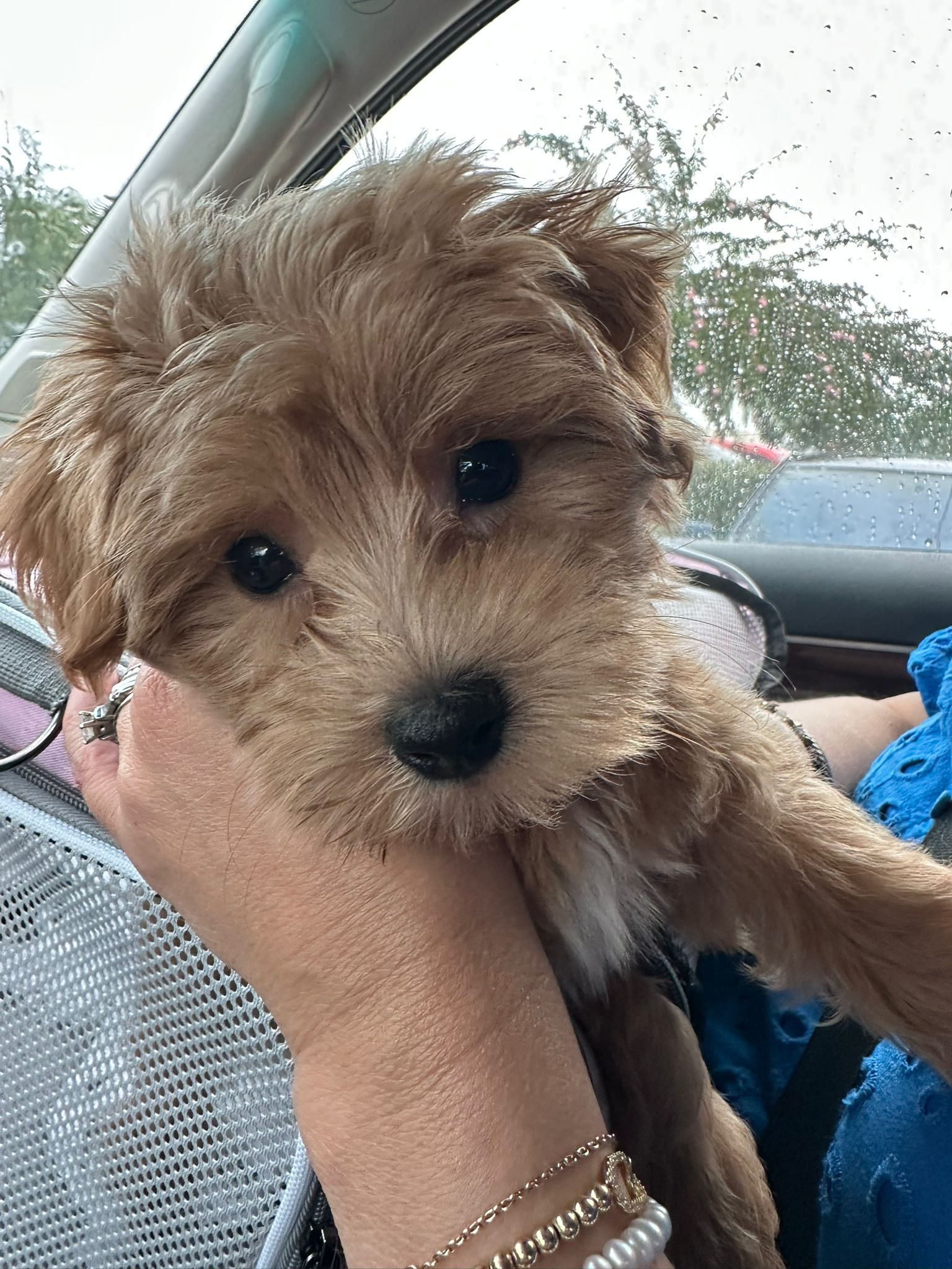 Popular Maltipoo Poodle Mix Pup