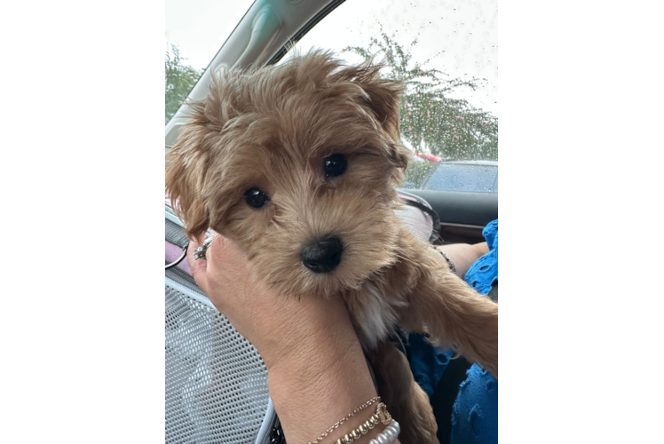 Popular Maltipoo Poodle Mix Pup