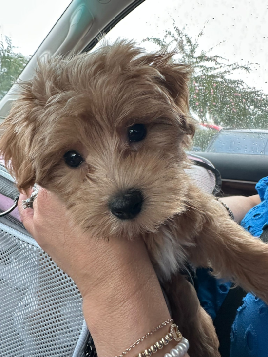 ITSY
