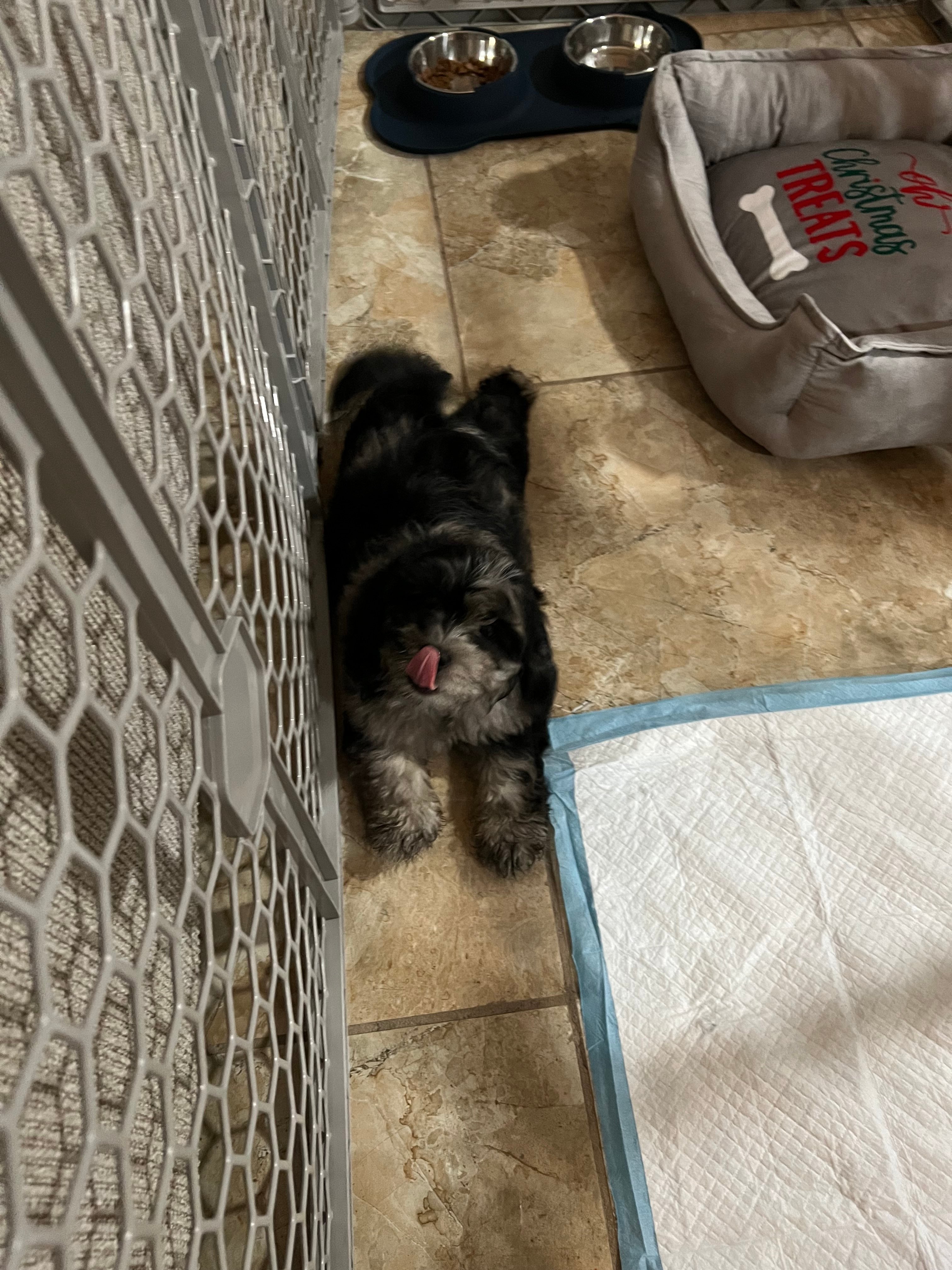 Shih Poo Pup Being Cute