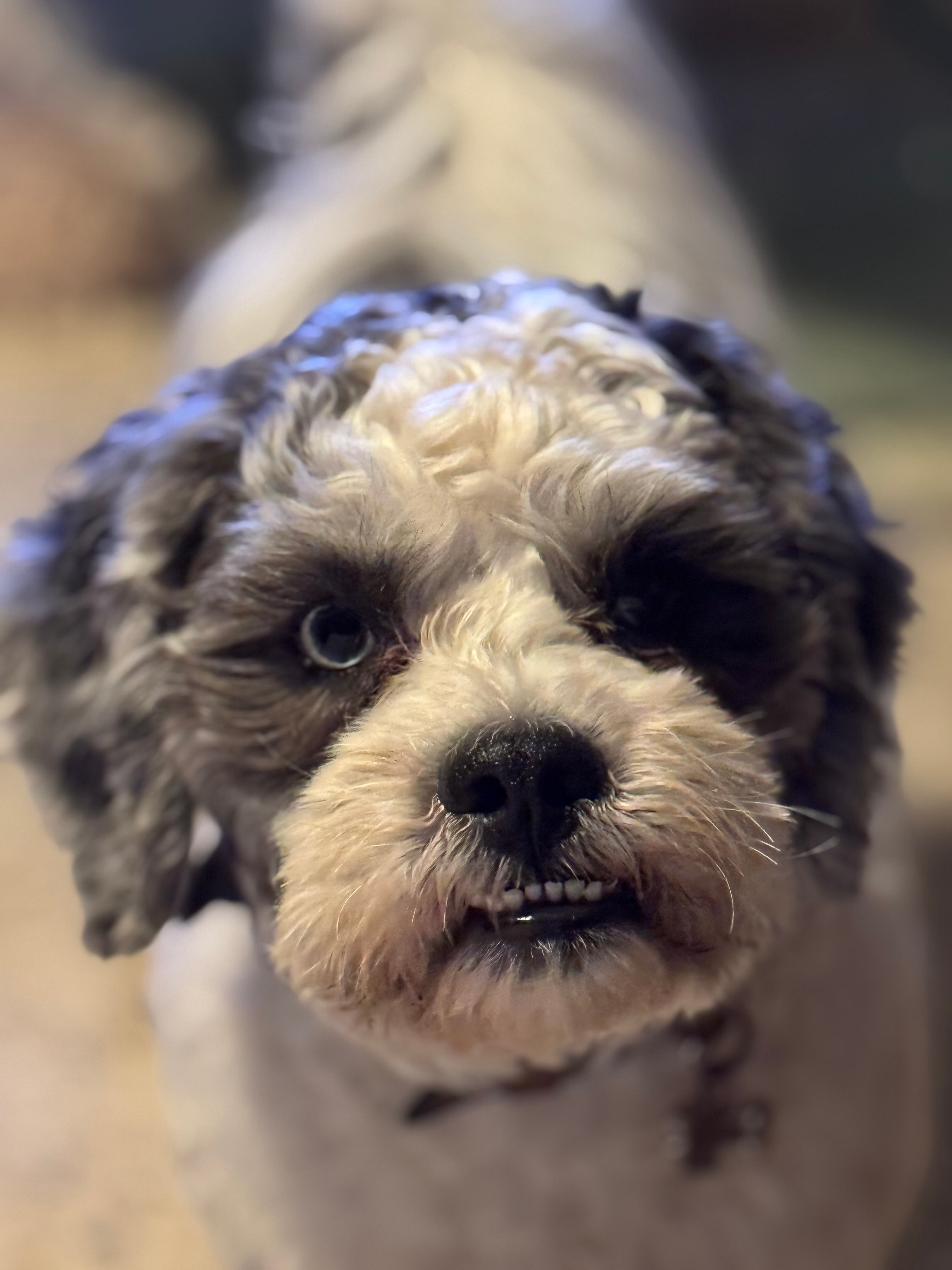 Popular Shih Poo Poodle Mix Pup
