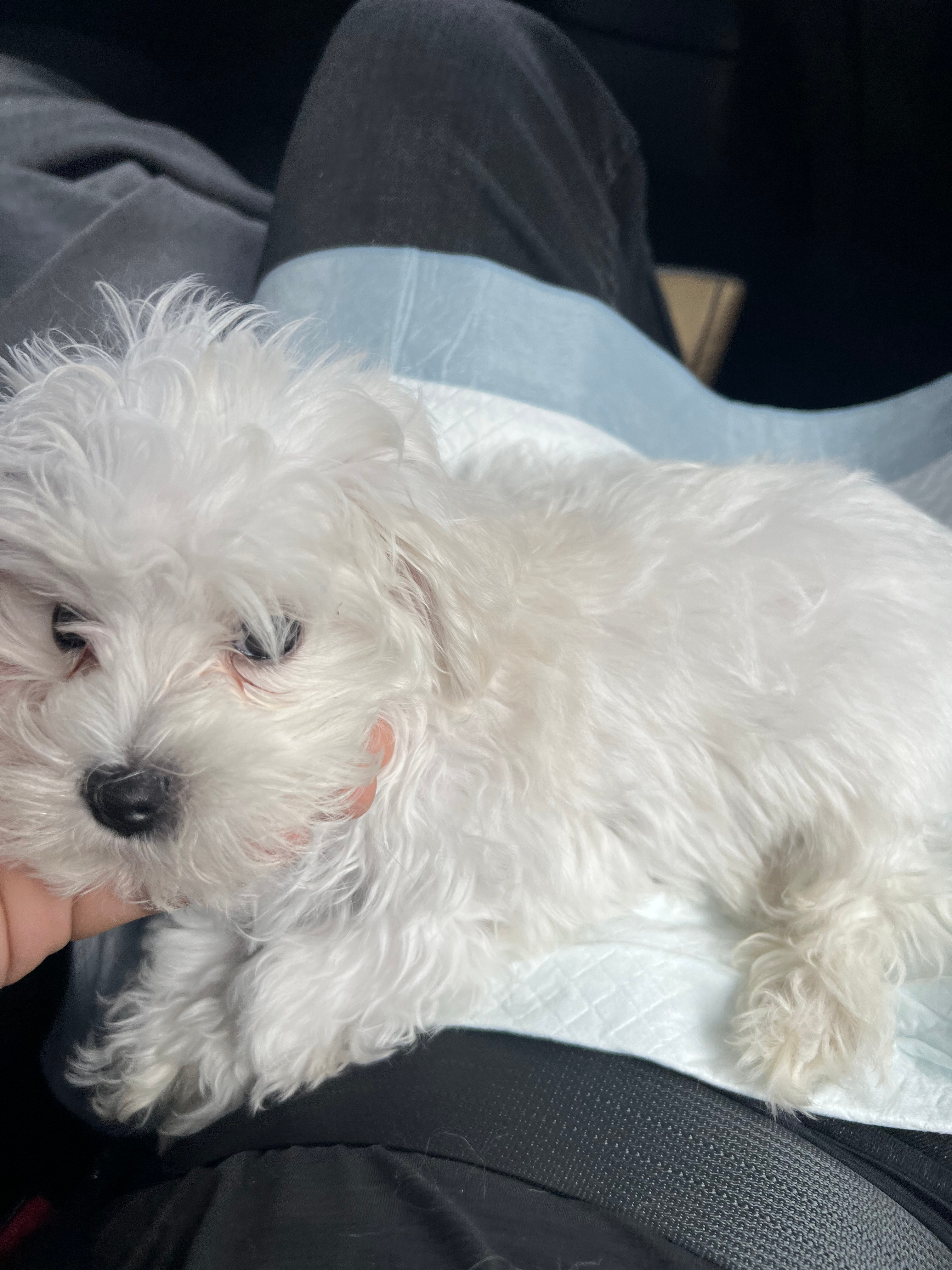 Cute Maltese Purebred Puppy