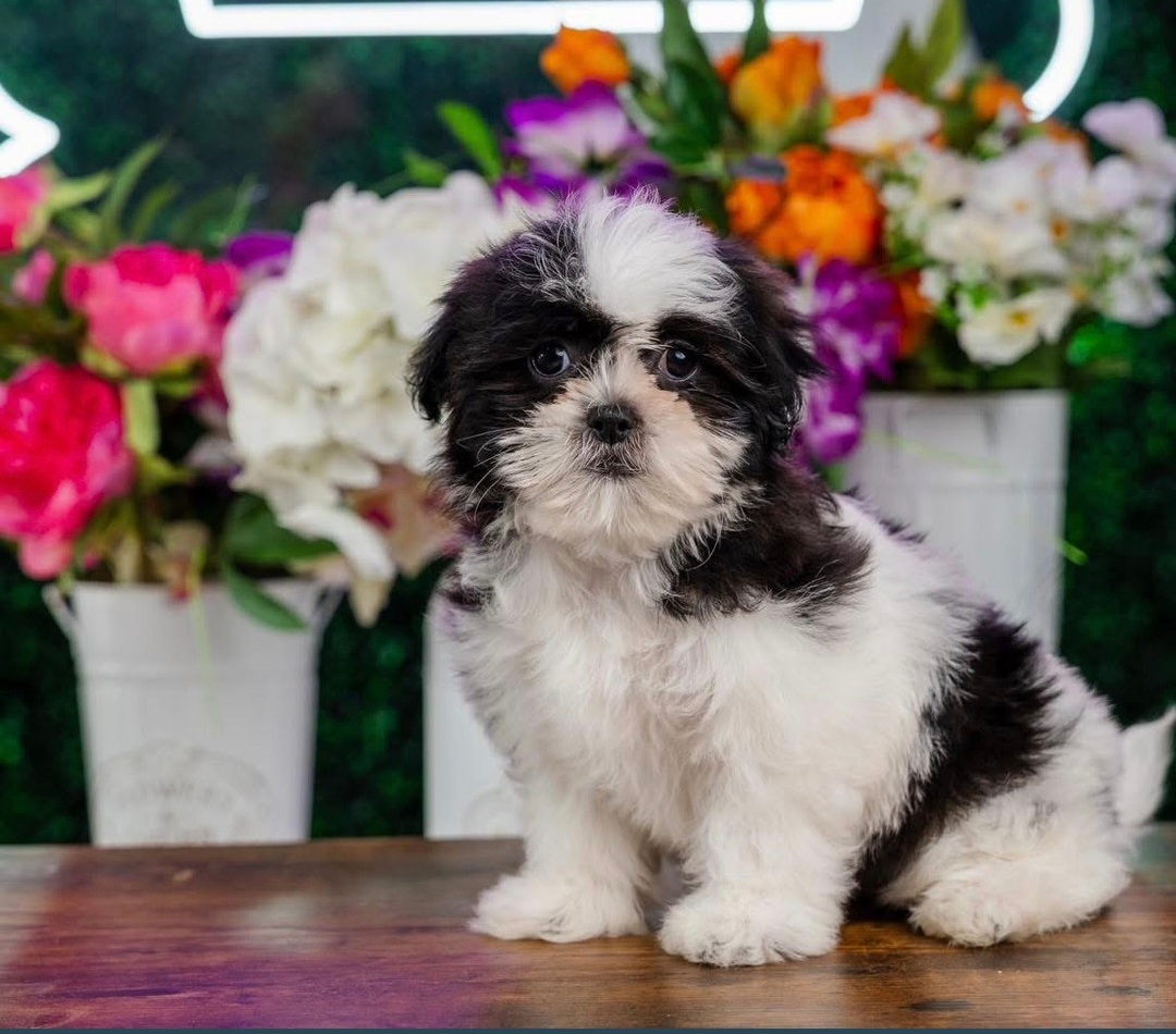 Cute Teddy Bear Designer Pup