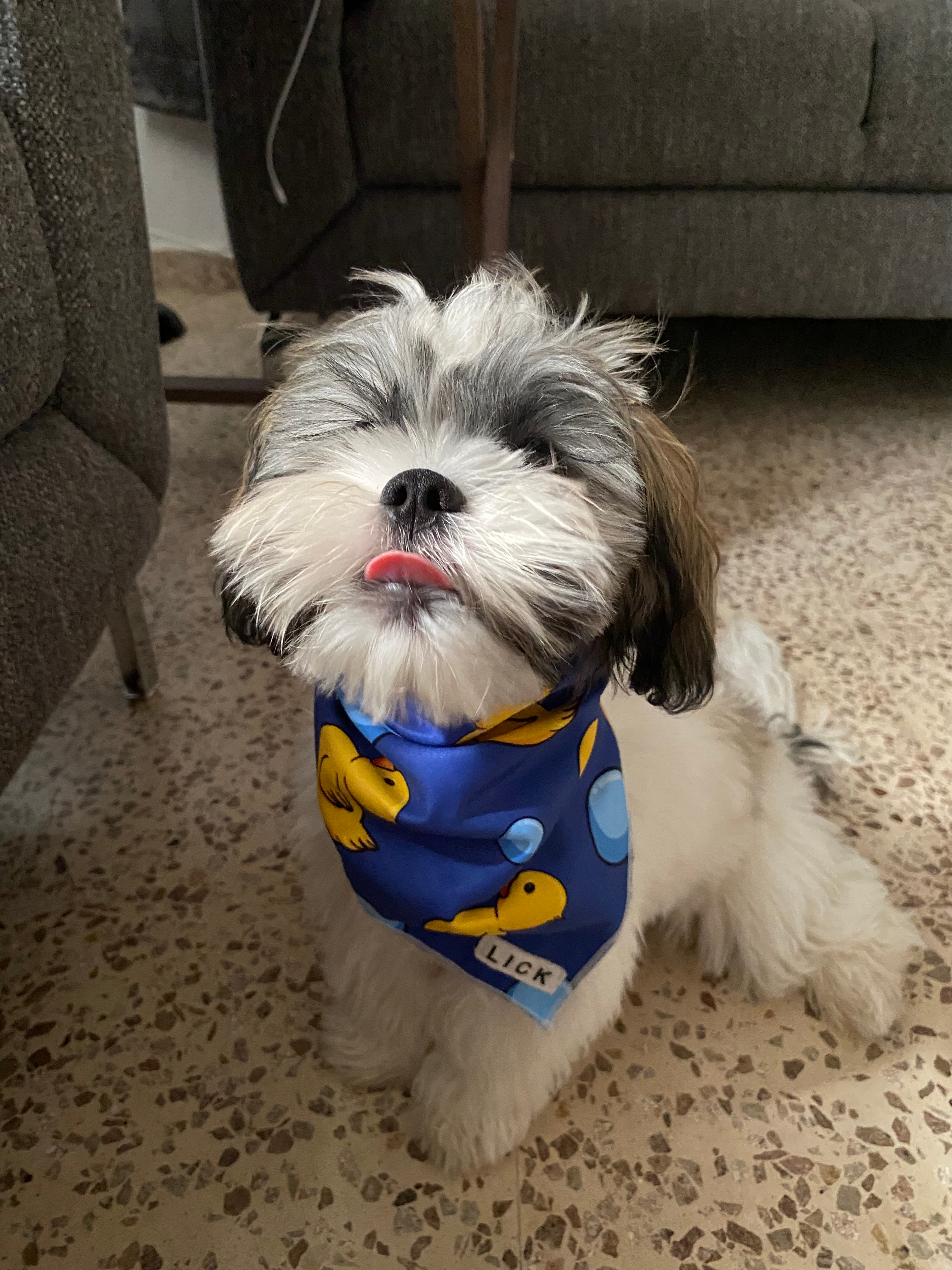 Teddy Bear Puppy for Adoption