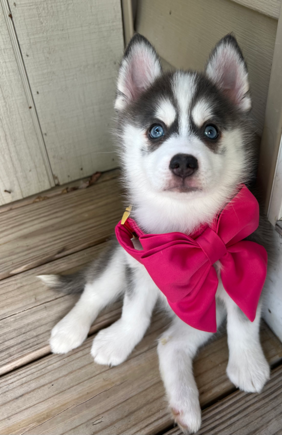 Pomsky