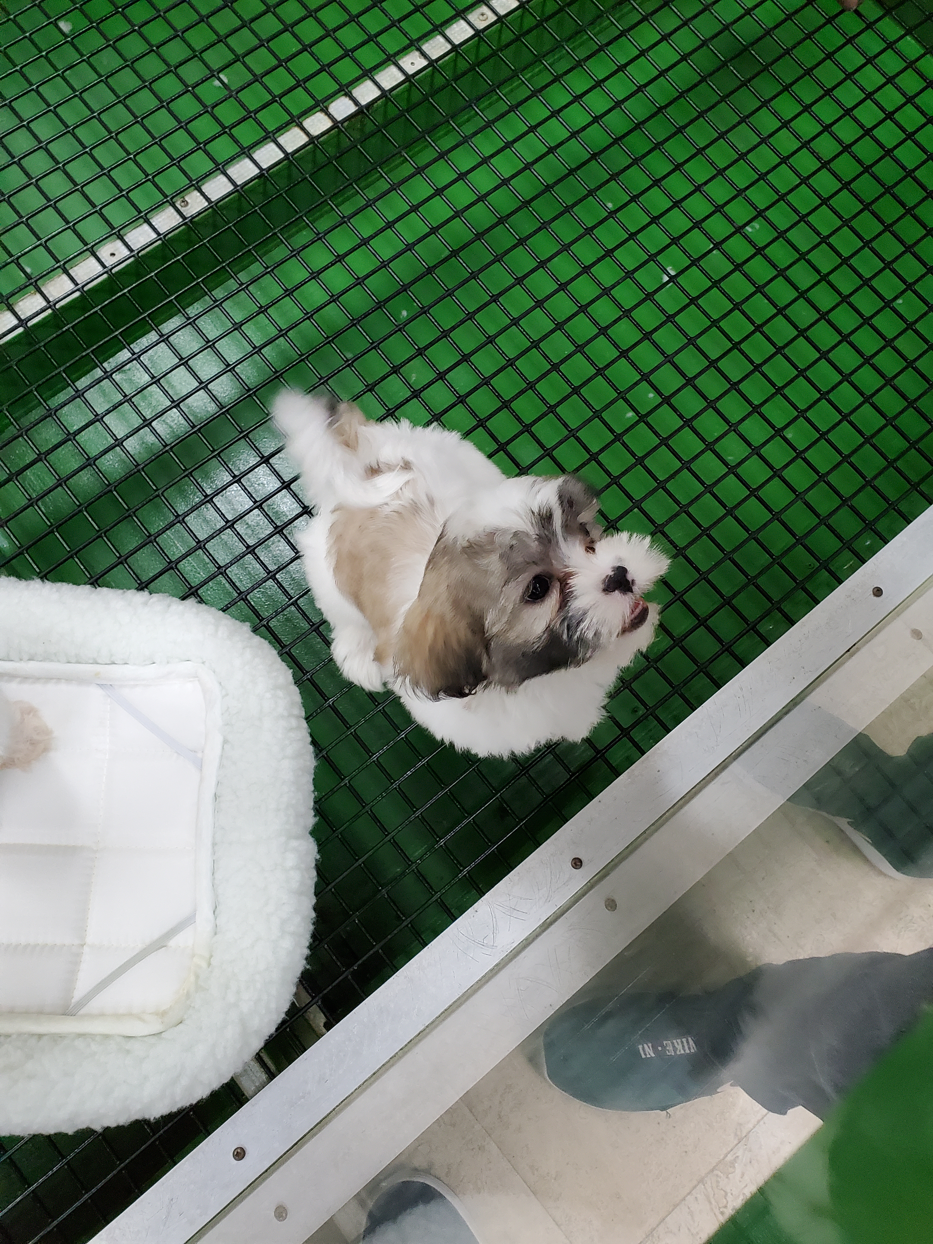 Hypoallergenic Shit Designer Puppy