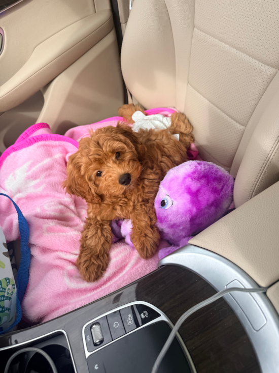 Mini Goldendoodle