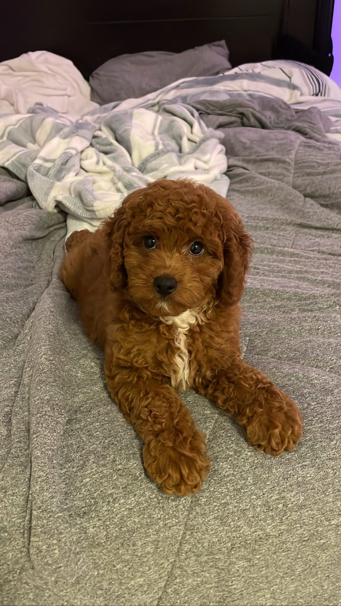 Best Cavapoo Baby