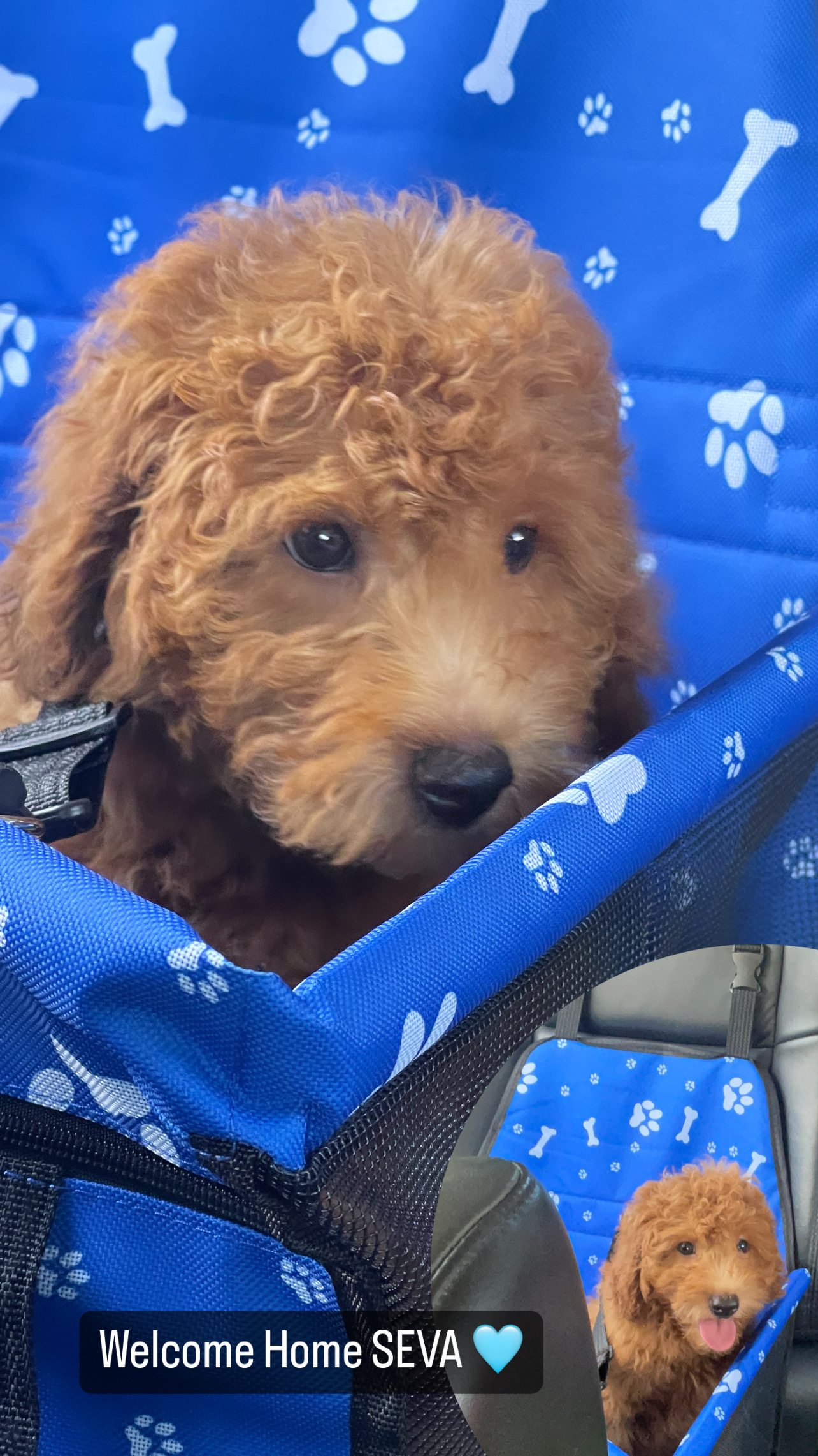 Smart Mini Goldendoodle Poodle Mix Pup