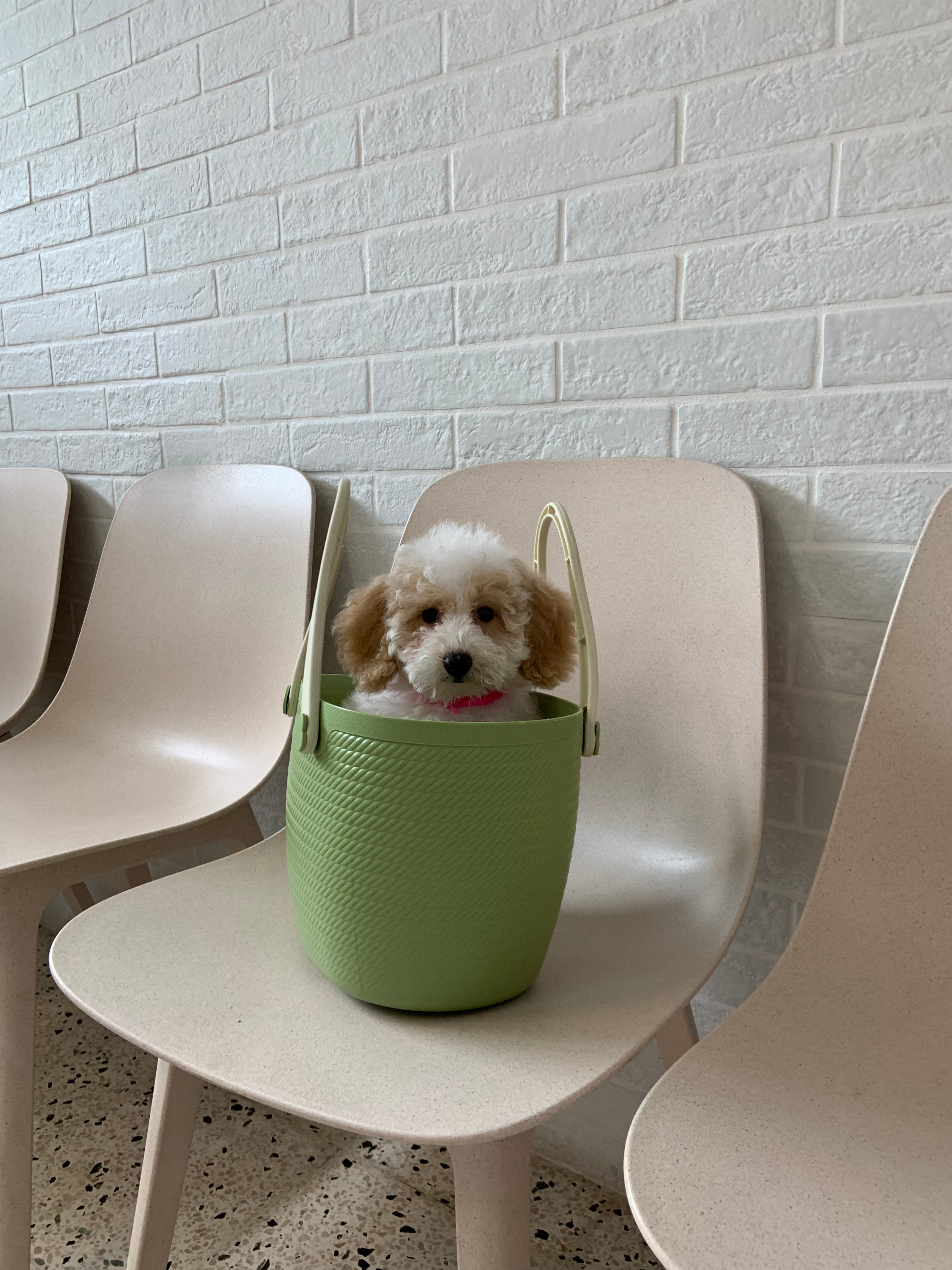 Cute Bichpoo Poodle Mix Puppy