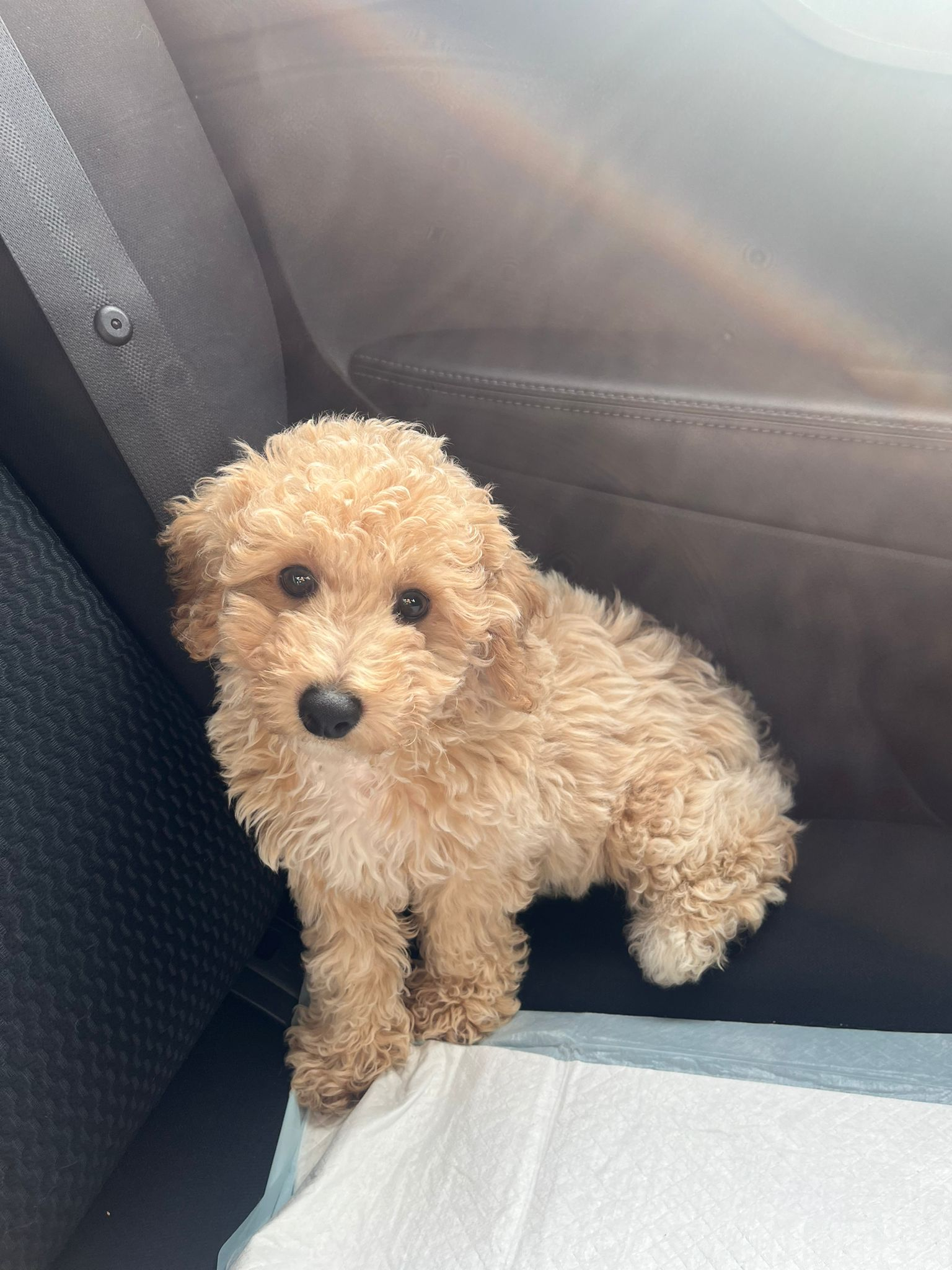 Fluffy Poochon Poodle Mix Pup