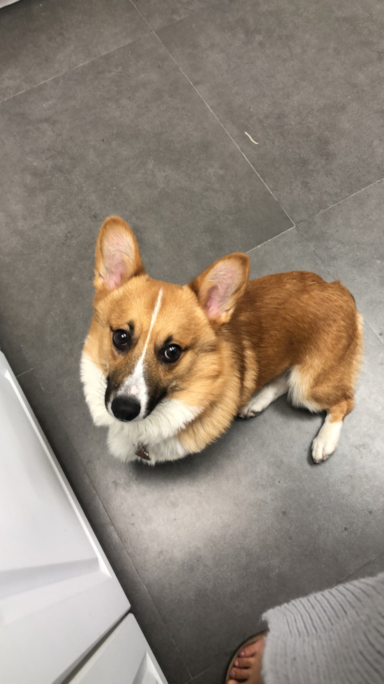 Pembroke Welsh Corgi