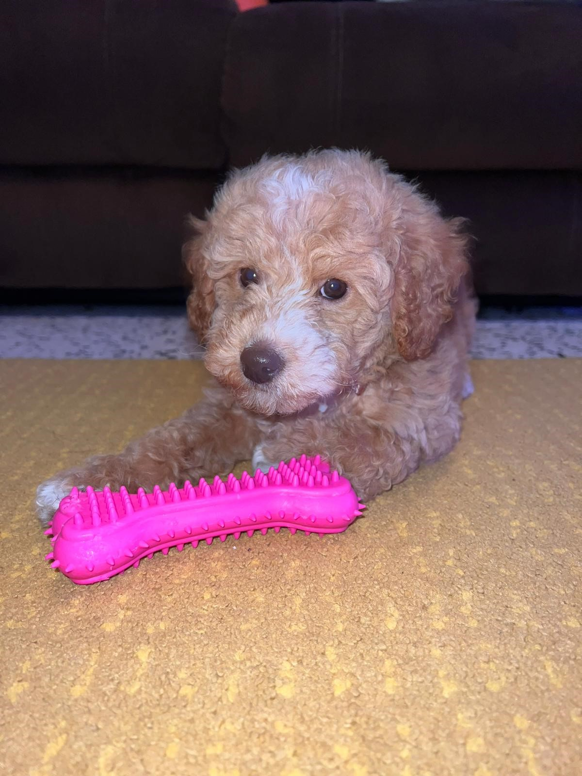 Mini Goldendoodle Pup Being Cute