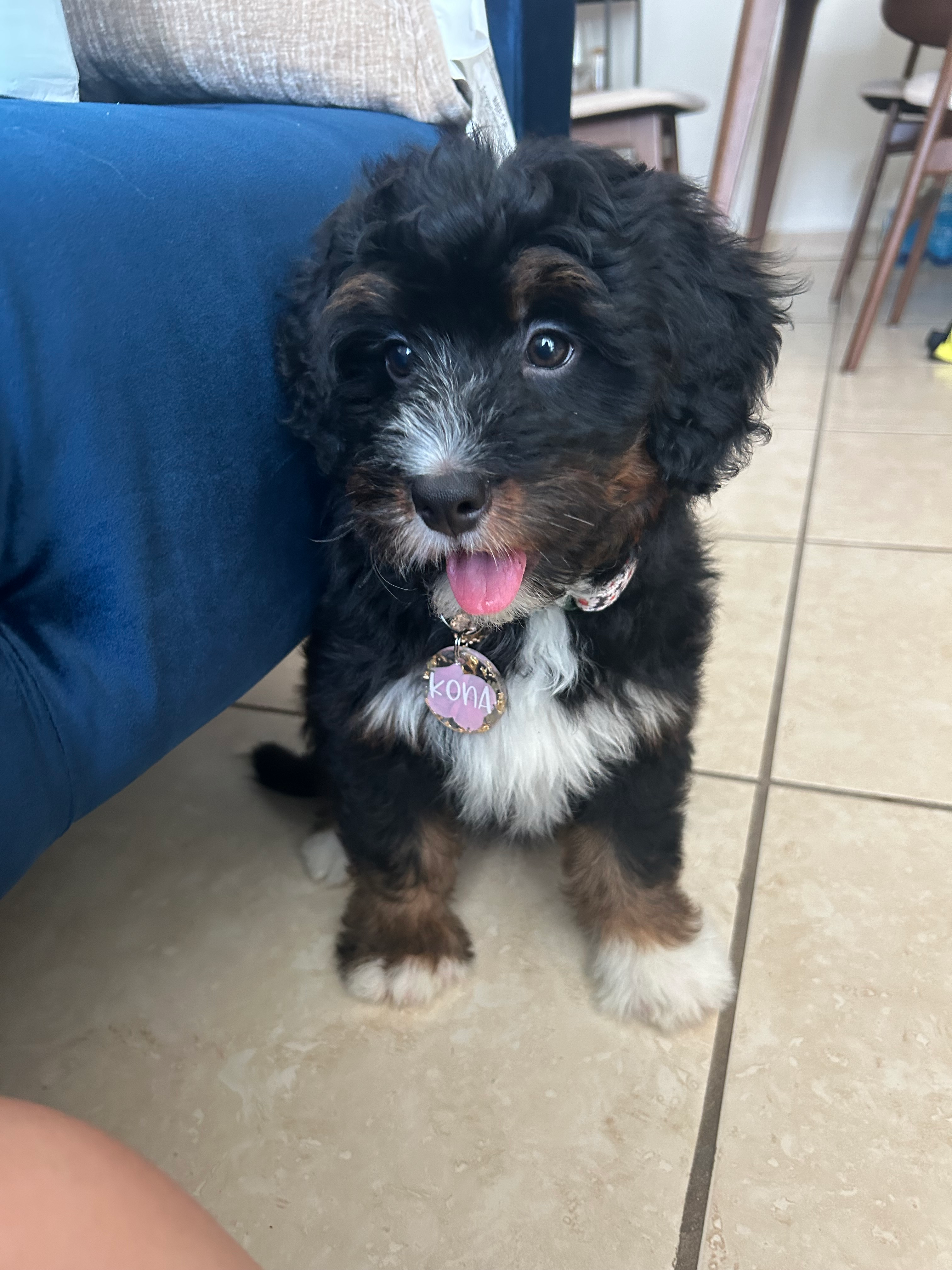 Mini Bernedoodle Puppy for Adoption