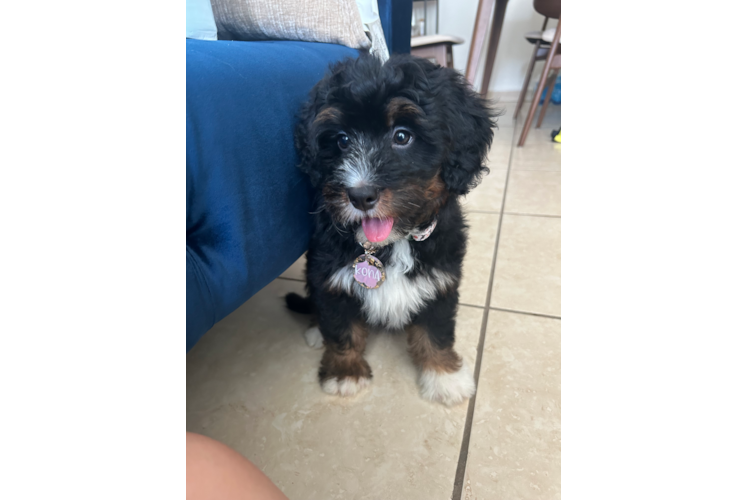 Mini Bernedoodle Puppy for Adoption