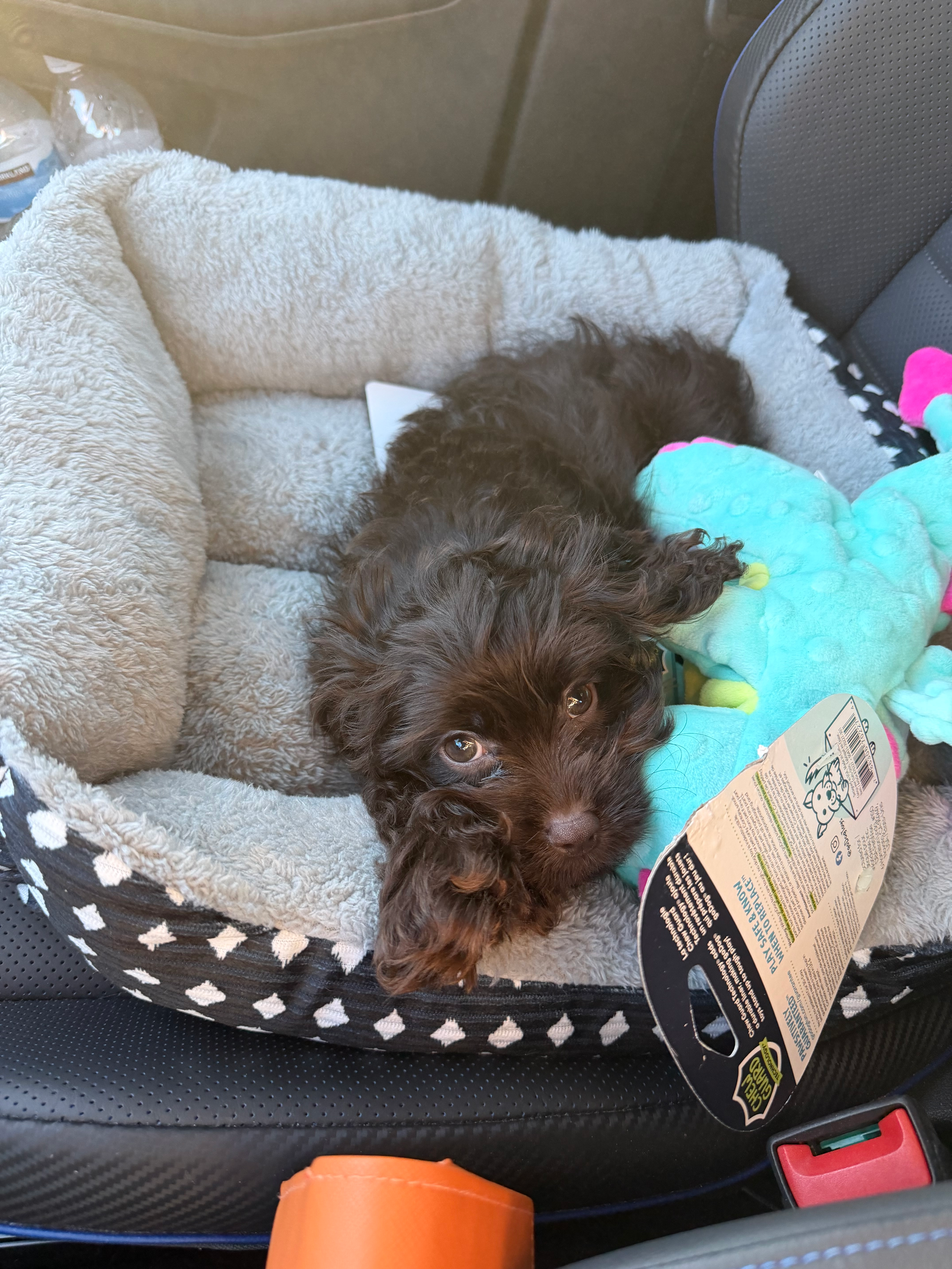 Cute Cavalier King Charles Spaniel and Poodle Mix Poodle Mix Puppy