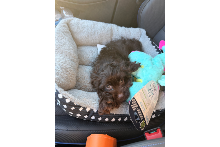 Cute Cavalier King Charles Spaniel and Poodle Mix Poodle Mix Puppy