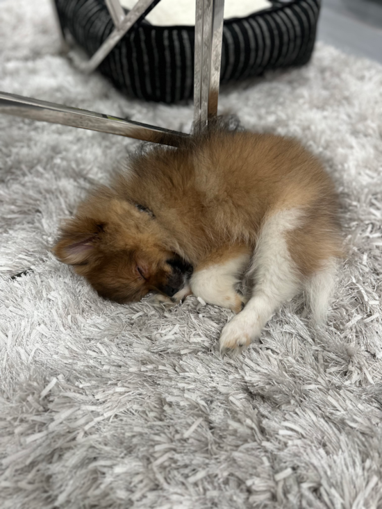 Pomeranian