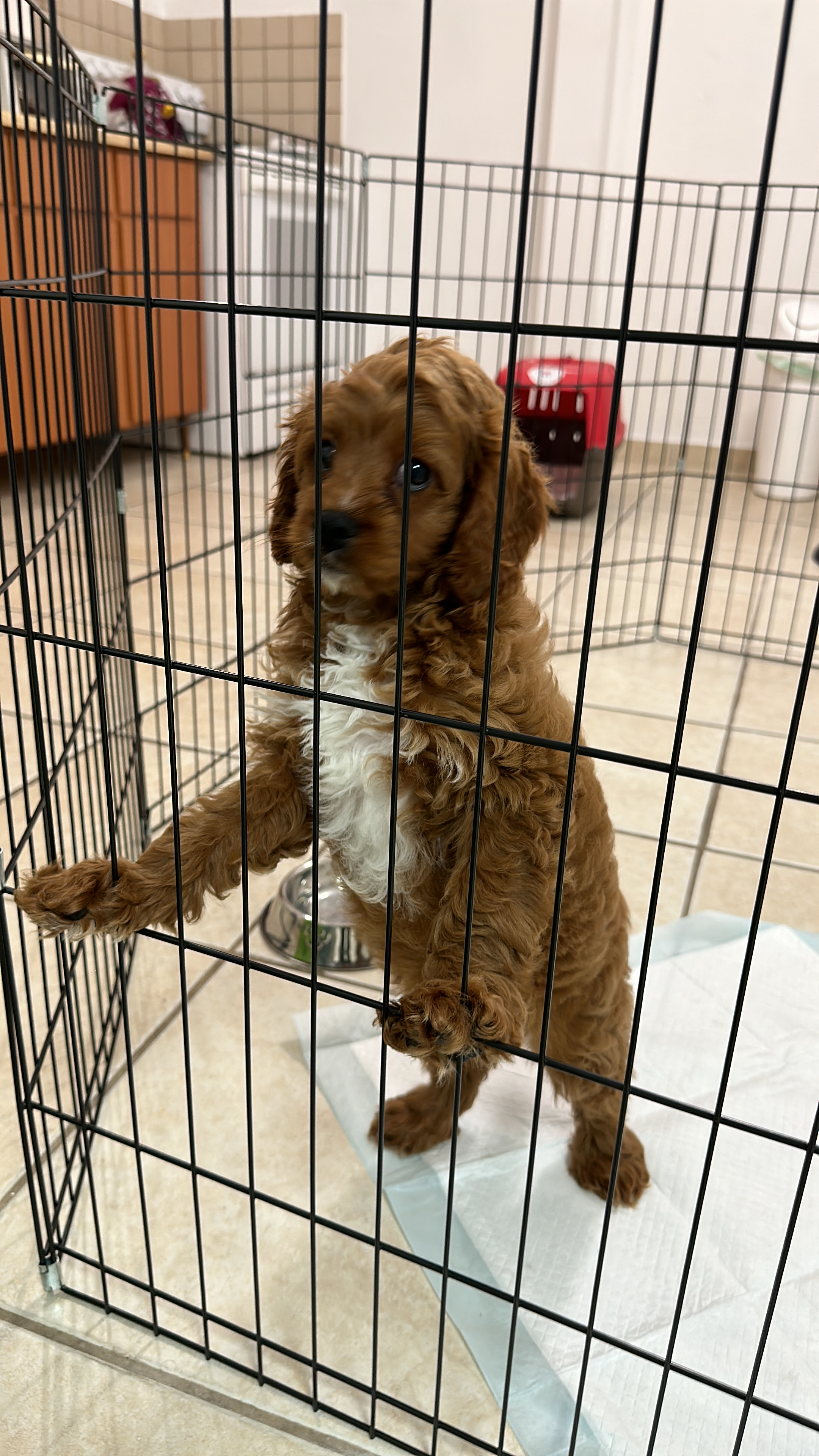 Cavapoo Pup Being Cute