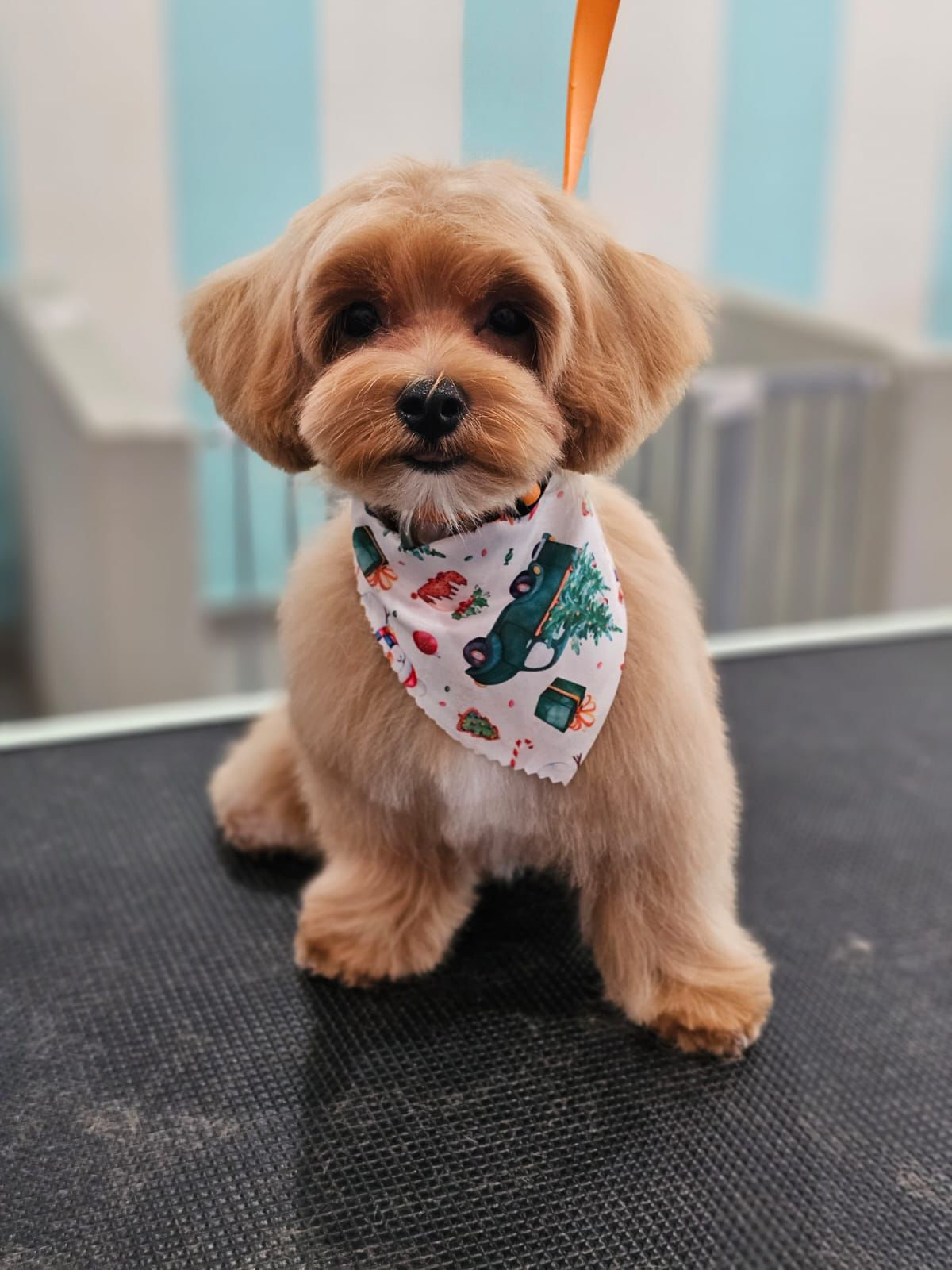Cute Malt a Poo Poodle Mix Puppy