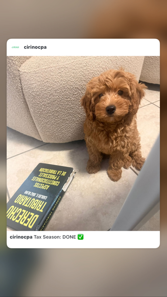 Mini Goldendoodle