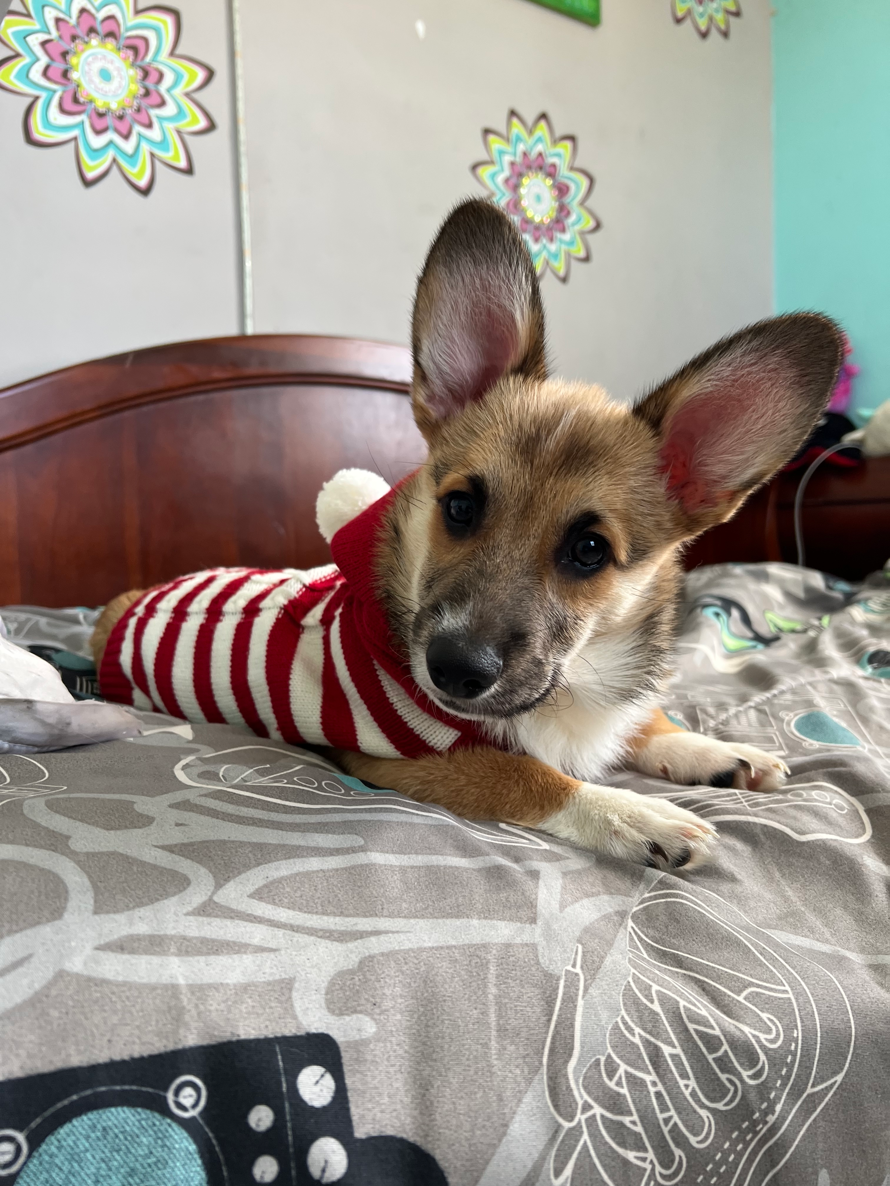 Cute Pembroke Welsh Corgi Purebred Pup