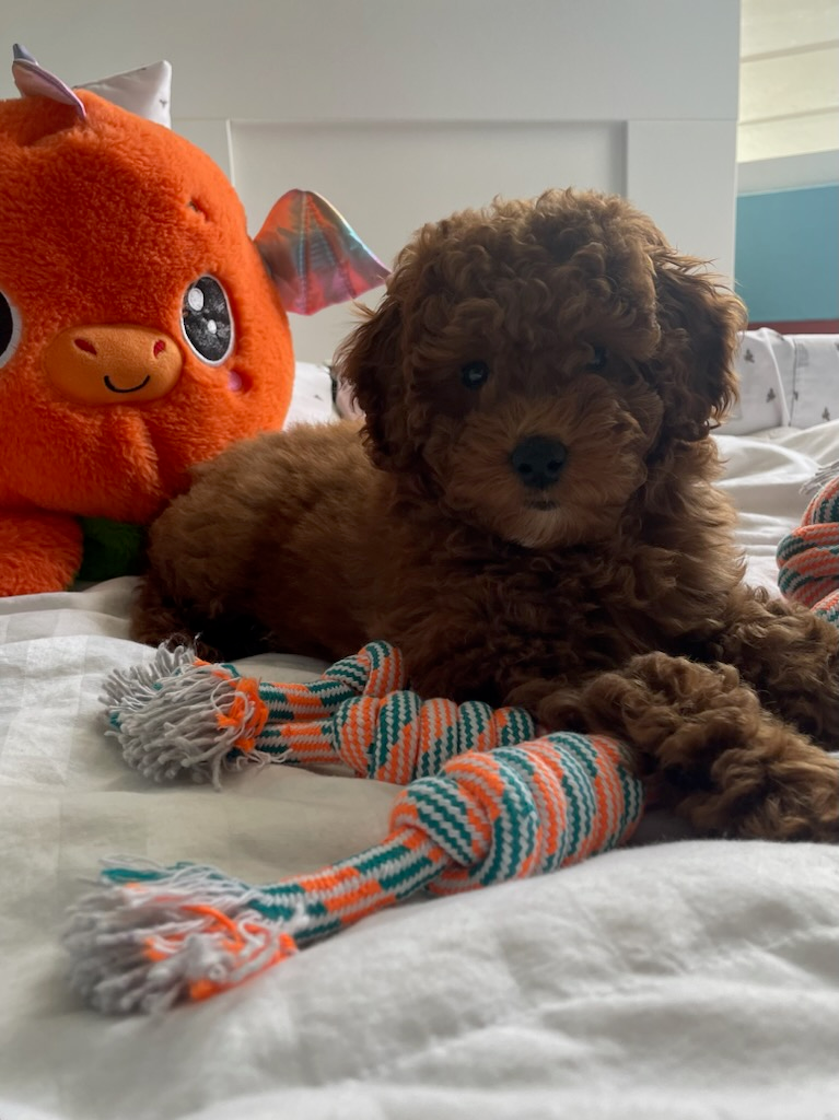 Cute Mini Goldendoodle Baby