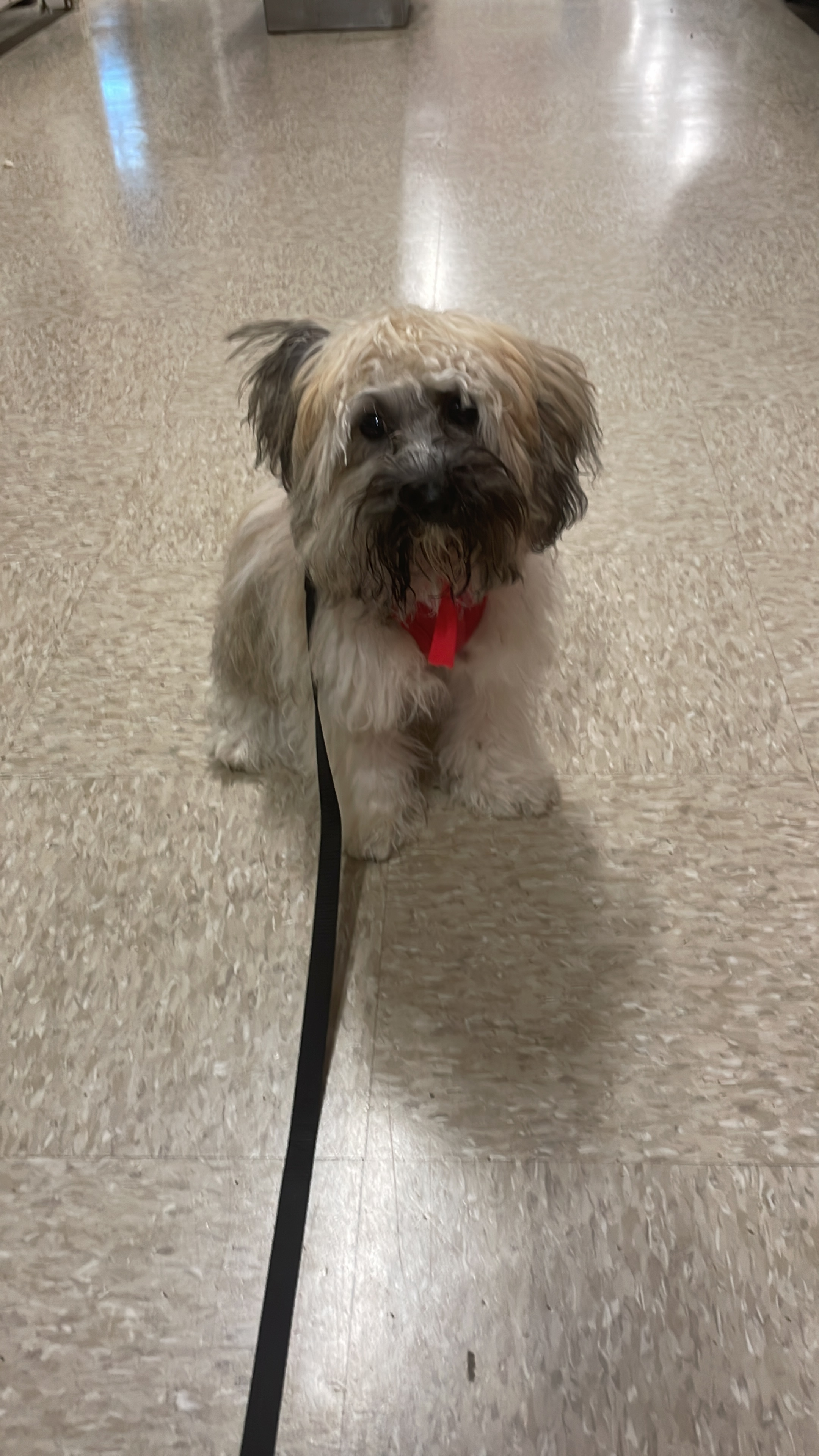 Havanese Pup Being Cute