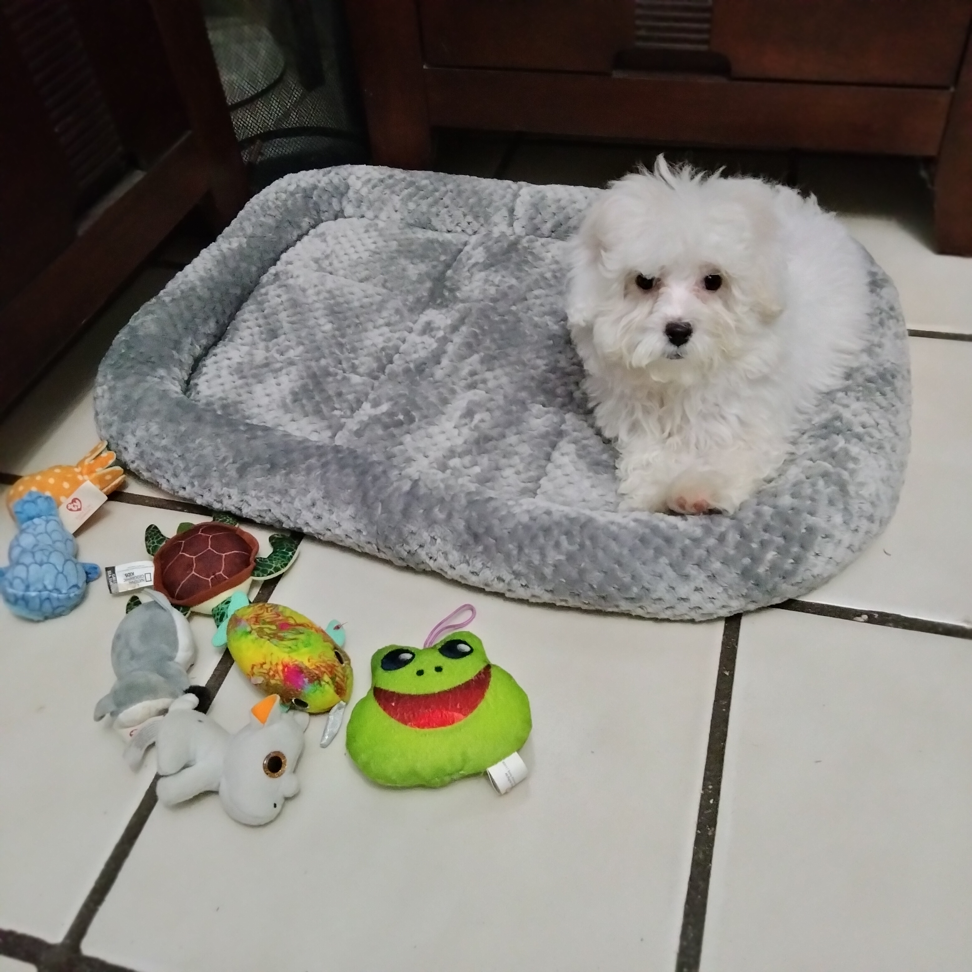 Poodle Puppy for Adoption