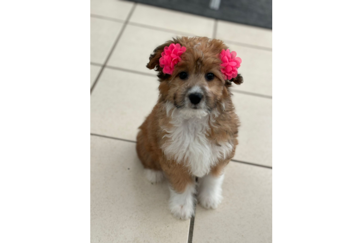 Mini Aussiedoodle Puppy for Adoption